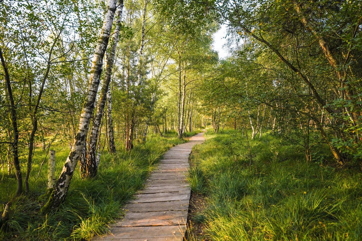 Venner Moor