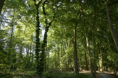 Boniburger Wald
